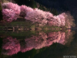 1xのFacebookにシェアされた中綱湖の桜
