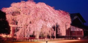 杵原学校は映画で有名な歴史的な景観があり桜のライトアップも魅力的